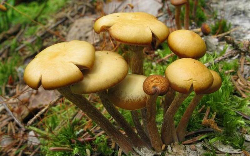 Солянка с грибами на зиму: рецепты домашней консервации